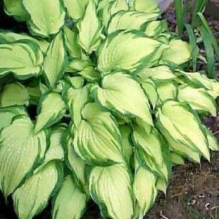 Hosta Albopicta