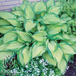Hosta Albopicta