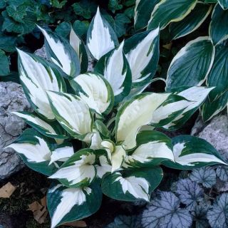 Hosta Fire and Ice