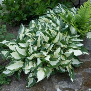 Hosta Fire and Ice