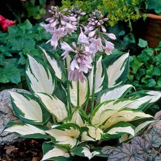 Hosta Fire and Ice