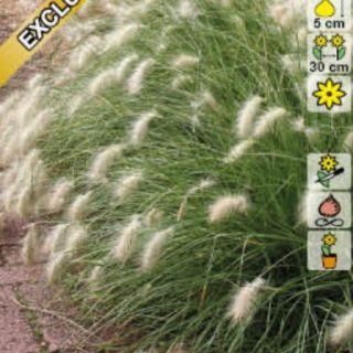 Декоративна трева ЦЪФТЯЩА