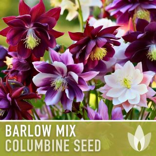 Аквилегия Vulgaris Barlow Mix / 1 оп ( 5 бр )