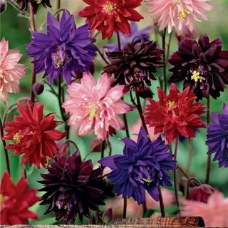 Аквилегия Vulgaris Barlow Mix / 1 оп ( 5 бр )