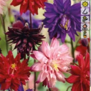 Аквилегия Vulgaris Barlow Mix / 1 оп ( 5 бр )