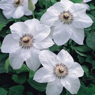 Клематис/Clematis Miss Bateman