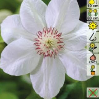 Клематис/Clematis Miss Bateman