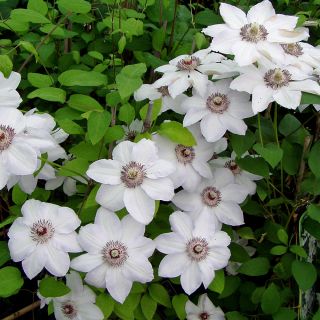 Клематис/Clematis Miss Bateman