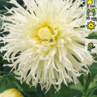 DAHLIA FRINGED Ice Crystal DAHLIA FRINGED Ice Crystal