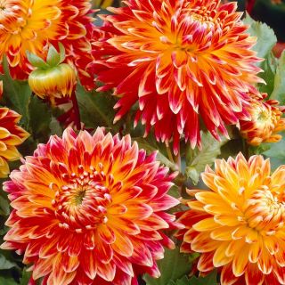 DAHLIA DECORATIVE ЕДРОЦВЕТНА Akita