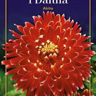 DAHLIA DECORATIVE ЕДРОЦВЕТНА Akita DAHLIA DECORATIVE ЕДРОЦВЕТНА Akita