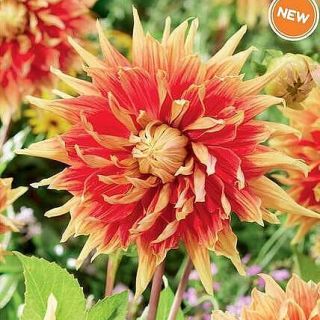 Едроцветна AUTUMN SUNBRUST