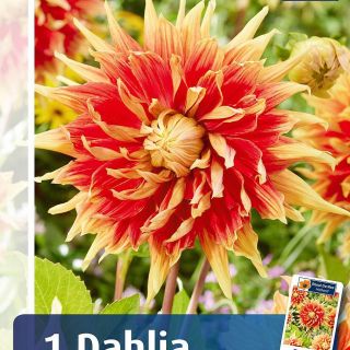 Едроцветна AUTUMN SUNBRUST Едроцветна AUTUMN SUNBRUST