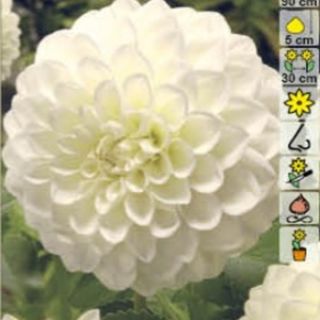 DAHLIA Pompon Snowflake/Belinda DAHLIA Pompon Snowflake/Belinda