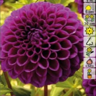 DAHLIA Pompon Boom Boom Purple DAHLIA Pompon Boom Boom Purple