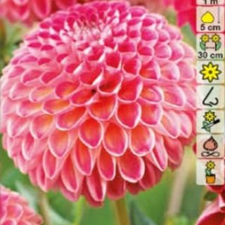 DAHLIA Pompon Kenora Fireball DAHLIA Pompon Kenora Fireball