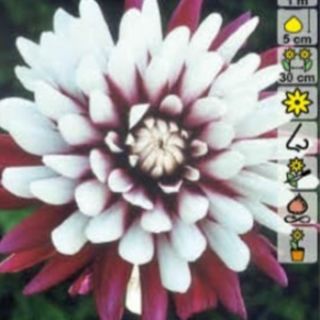 DAHLIA DECORATIVE Rebecca's World DAHLIA DECORATIVE Rebecca's World