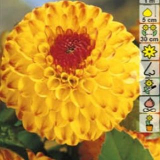 DAHLIA Pompon Sunny Boy DAHLIA Pompon Sunny Boy