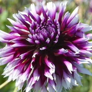 DAHLIA FRINGED Table Dancer