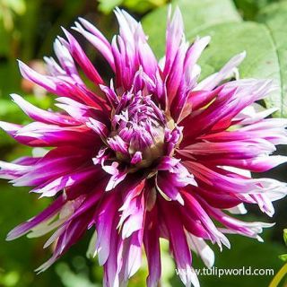 DAHLIA FRINGED Table Dancer
