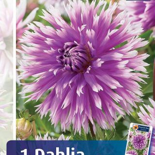 DAHLIA FRINGED Table Dancer DAHLIA FRINGED Table Dancer