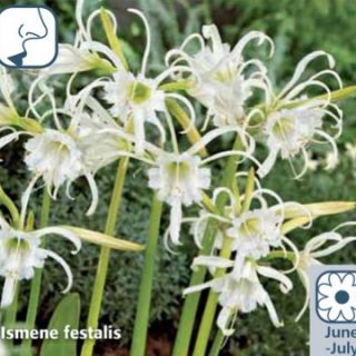 ИСМЕНЕ Екзотична ароматна орхидея - Ismene festalis