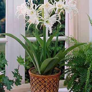 ИСМЕНЕ Екзотична ароматна орхидея - Ismene festalis