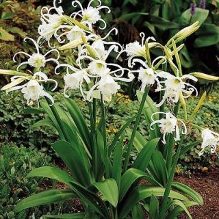 ИСМЕНЕ Екзотична ароматна орхидея - Ismene festalis