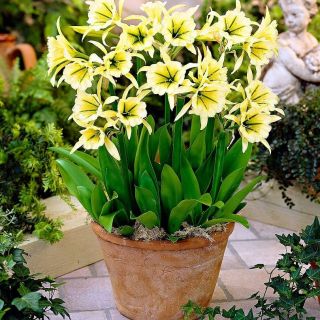 Многогодишно ароматно Исмене с цвят в бяло и зелено - Hymenocallis (Ismene) Sulphur queen
