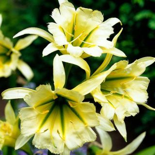 Многогодишно ароматно Исмене с цвят в бяло и зелено - Hymenocallis (Ismene) Sulphur queen