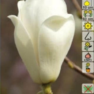 Magnolia Alba Superba