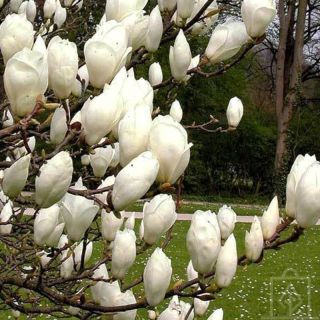 Magnolia Alba Superba