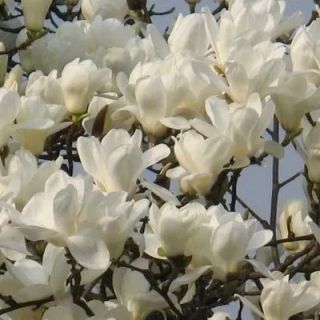 Magnolia Alba Superba