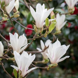 Magnolia Alba Superba