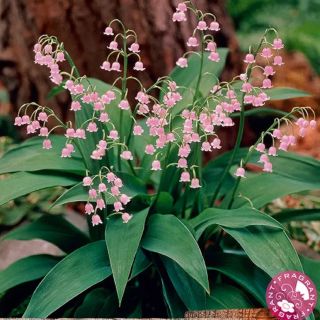 Розова момина сълза