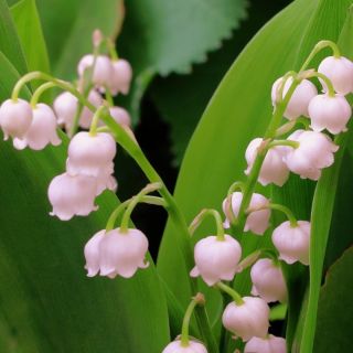 Розова момина сълза