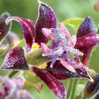 ГРАДИНСКА ОРИДЕЯ Tricyrtis 'Raspberry Mousse'