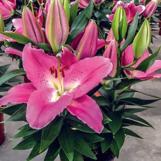 lilium ORIENTAL Acapulco