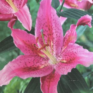 lilium ORIENTAL Acapulco