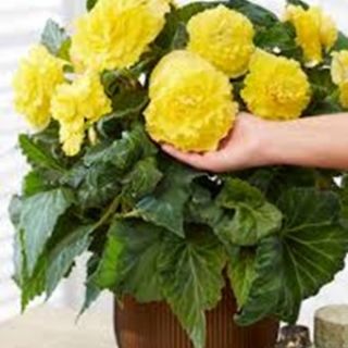 ЕДРОЦВЕТНА БЕГОНИЯ Crispa Yellow