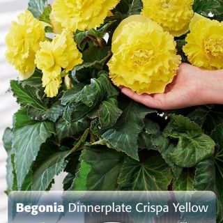 ЕДРОЦВЕТНА БЕГОНИЯ Crispa Yellow