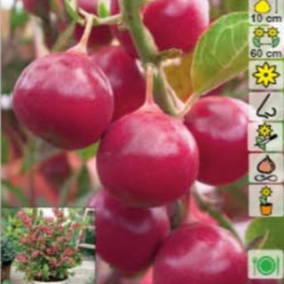 Червена боровинка за подсилване на имунната система - Vaccinium Pink Lemonade