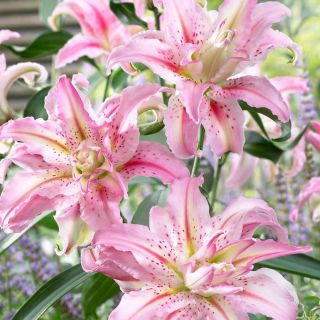 Lilium DOUBLE Broken Heart