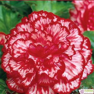 Begonia Camelia MIX - 3бр.