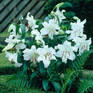 lilium ORIENTAL Casa Bianca