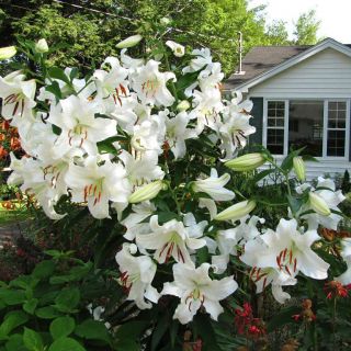 lilium ORIENTAL Casa Bianca
