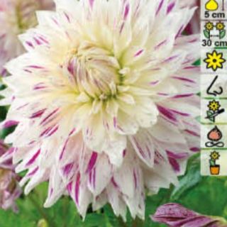 DAHLIA DECORATIVE Едроцветна Avignon DAHLIA DECORATIVE Едроцветна Avignon