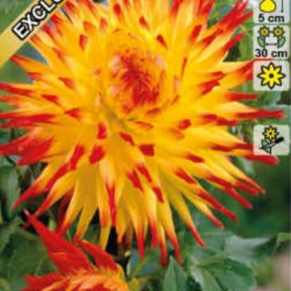 DAHLIA CACTUS Jessica DAHLIA CACTUS Jessica