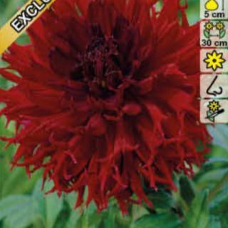 DAHLIA DECORATIVE Kenora Macop-B DAHLIA DECORATIVE Kenora Macop-B