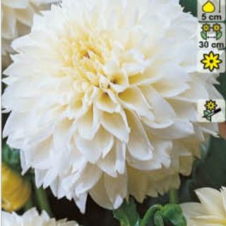 DAHLIA DECORATIVE Myama Fubuki DAHLIA DECORATIVE Myama Fubuki